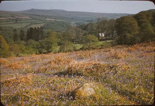 Bluebells