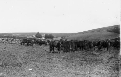 An image from the Dartmoor Trust Archive