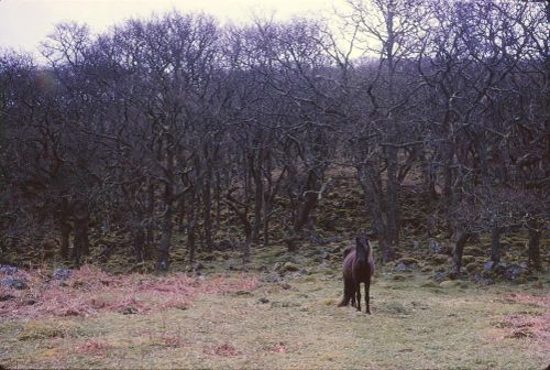 An image from the Dartmoor Trust Archive