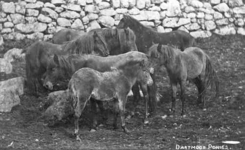 An image from the Dartmoor Trust Archive