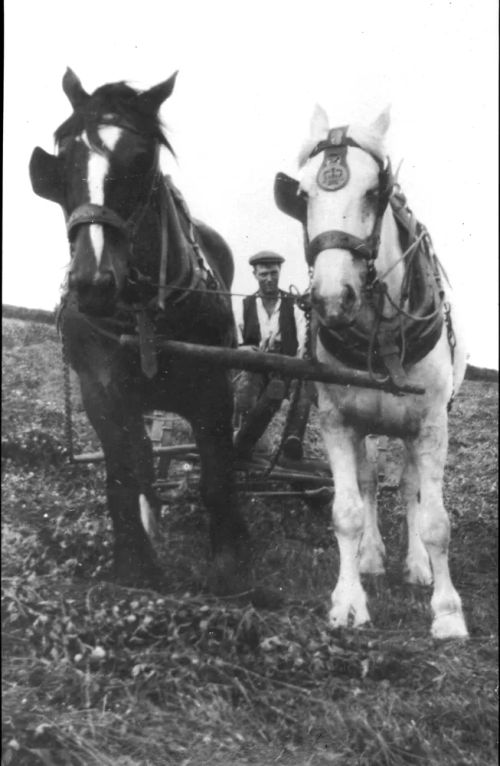 Arthur Brown, Manaton farmer, with two horses