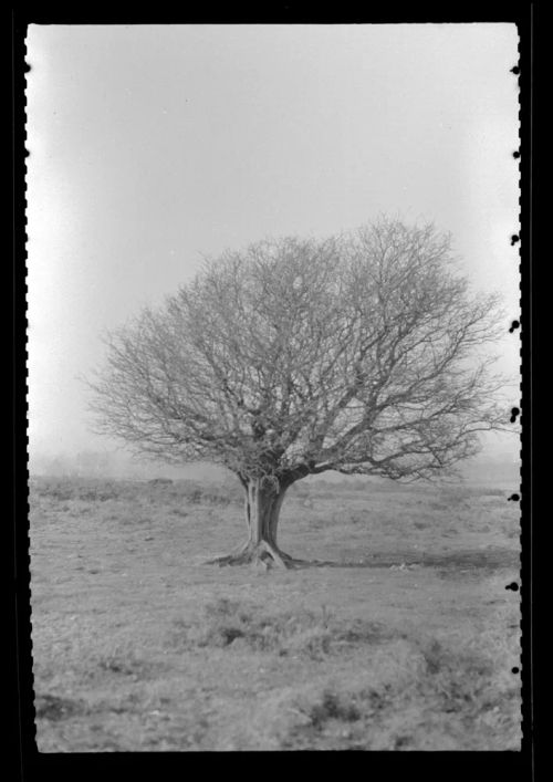 Windswept Tree on Dartmoor