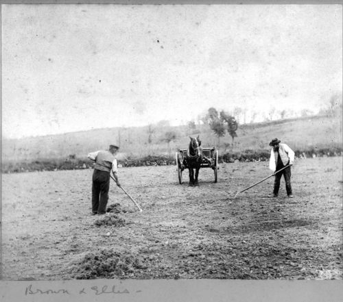 Farming at Foxworthy, 1880s