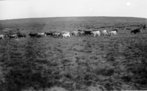 An image from the Dartmoor Trust Archive