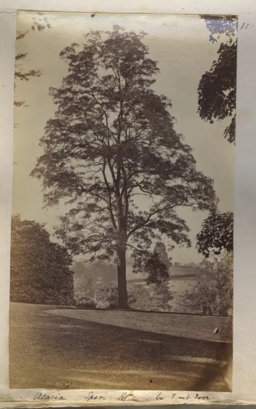 Acacia tree at Spring Hill