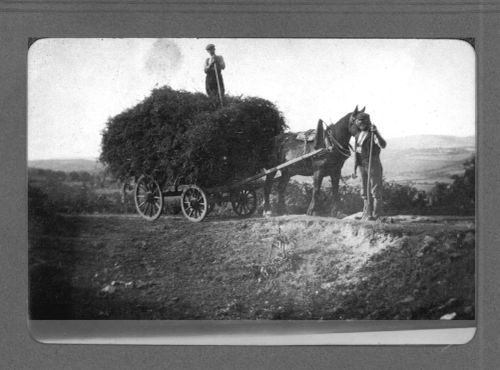 Bracken harvesting