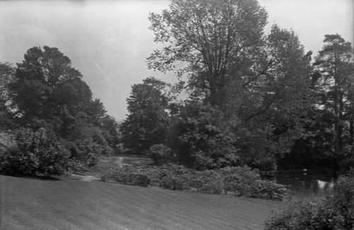 NEGATIVE OF TREES