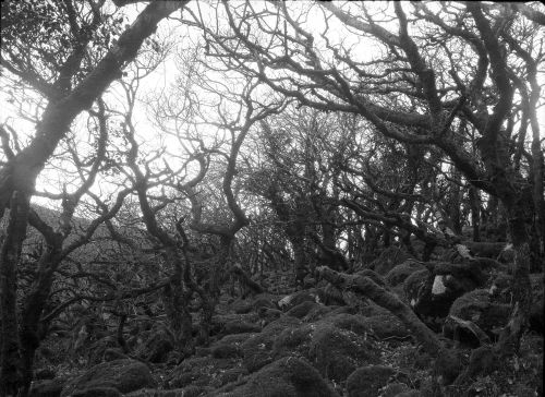 An image from the Dartmoor Trust Archive