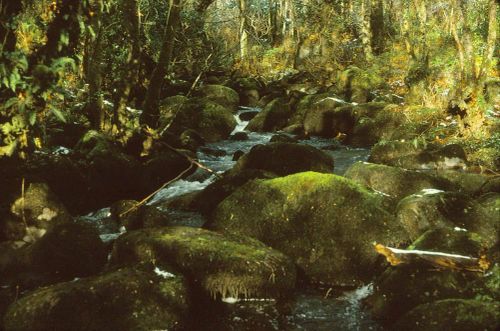 An image from the Dartmoor Trust Archive