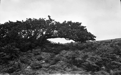 An image from the Dartmoor Trust Archive