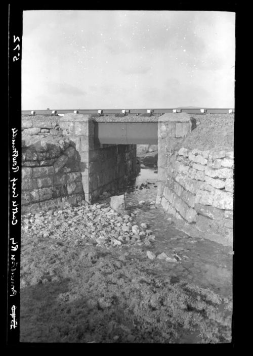 Cattle creep under the Princetown railway