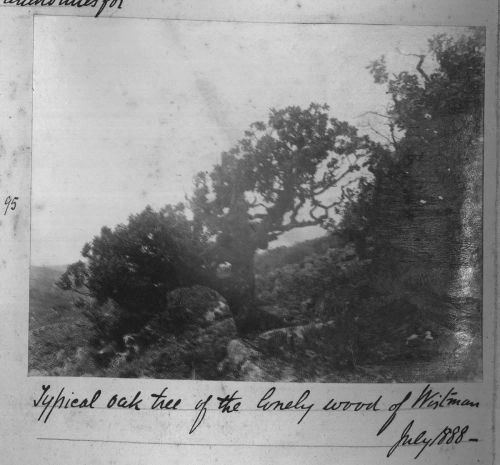 An oak tree in Wistman's Wood