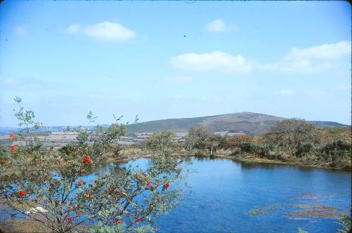 Pond and rowan tree near West Combe