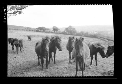 Dartmoor ponies