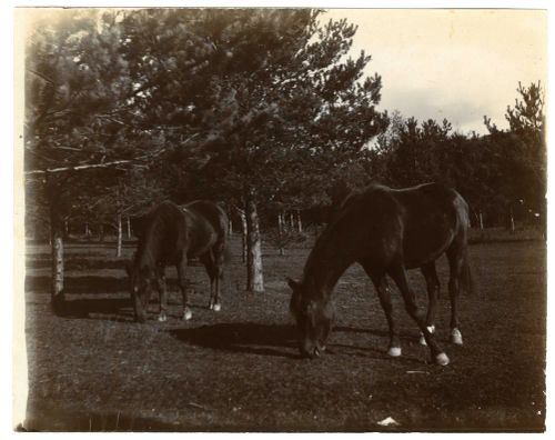 Ponies in the plantation at Hele.