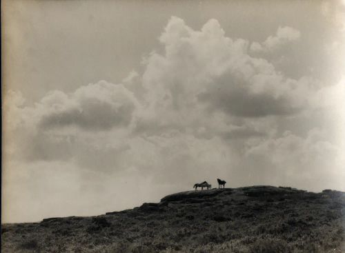 Dartmoor  landscape with ponies