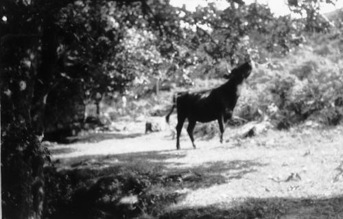 An image from the Dartmoor Trust Archive