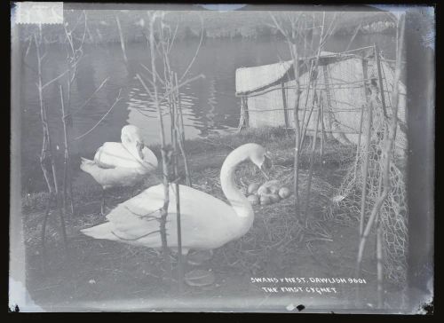 Swans and nest: 'the first cygnet', Dawlish