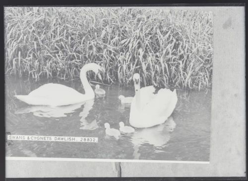 Swans and cygnets, Dawlish