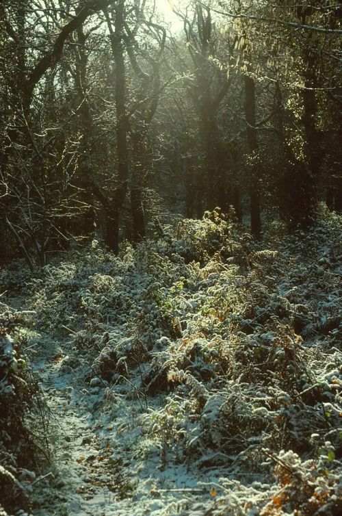 An image from the Dartmoor Trust Archive