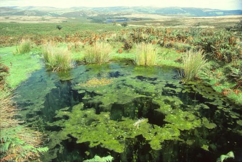 An image from the Dartmoor Trust Archive