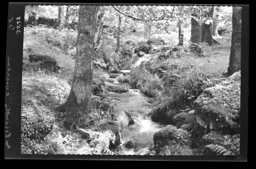 Part of the River Walkham.