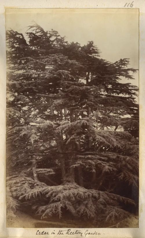 Cedar in the Rectory gardens