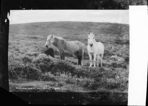 Ponies Dartmoor