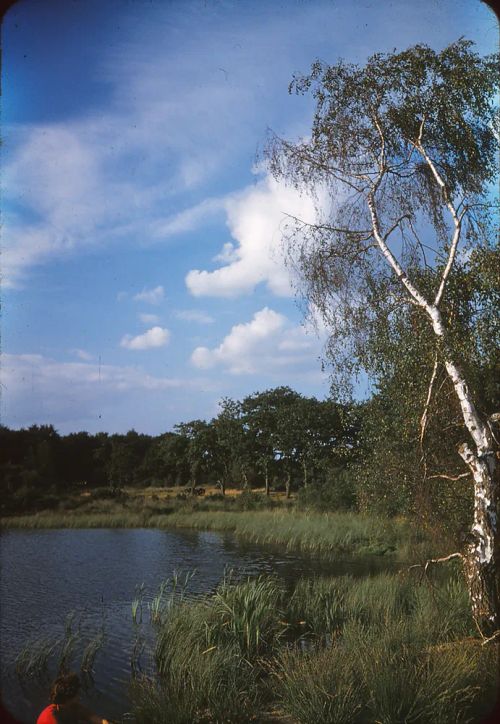 Rookery Pool