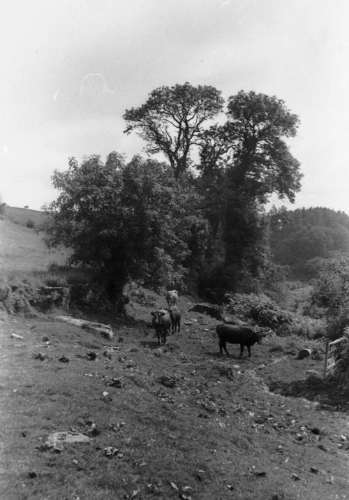 An image from the Dartmoor Trust Archive