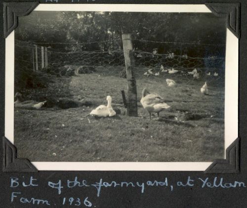 Ducks and chickens at Yellam Farm