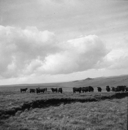 An image from the Dartmoor Trust Archive