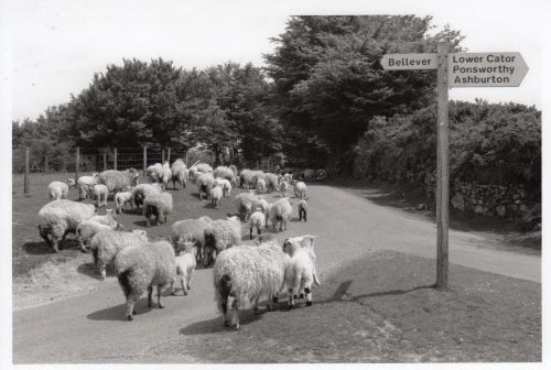 An image from the Dartmoor Trust Archive