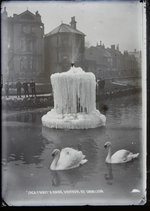 Swans and frozen fountain, Dawlish