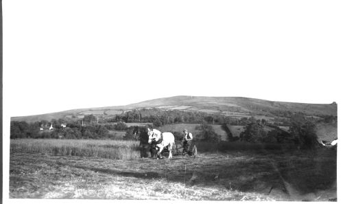 Lewis Hern with horse-drawn mower at Manaton