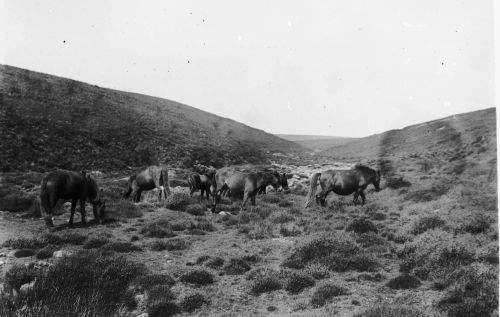 An image from the Dartmoor Trust Archive