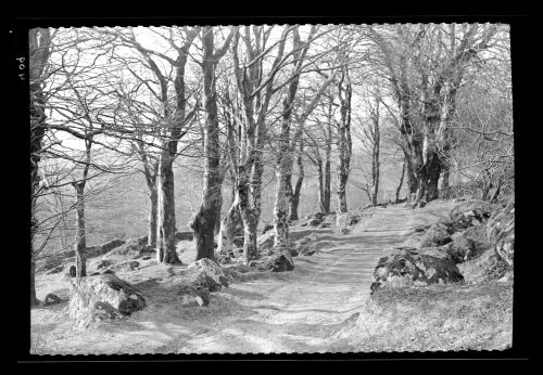 Burrator Woods