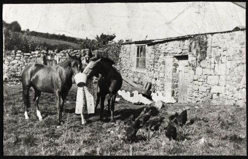 Feeding Ponies behind Oxenham Arms