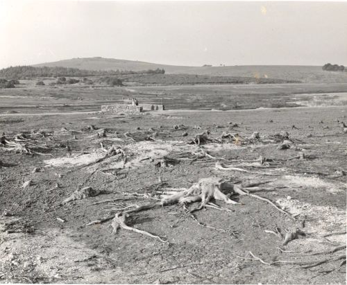 Exposed tree roots on the reservoir bed at Fernworthy Reservoir during the drought of 1959