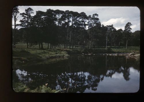 Sherberton Firs