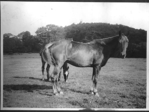 Horses near Water