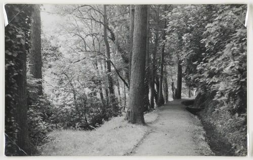 Woods near Honiton