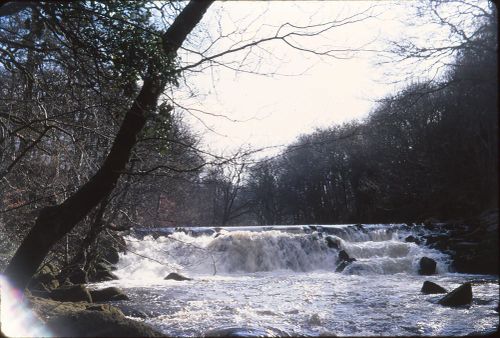 Salmon Leap on Teign