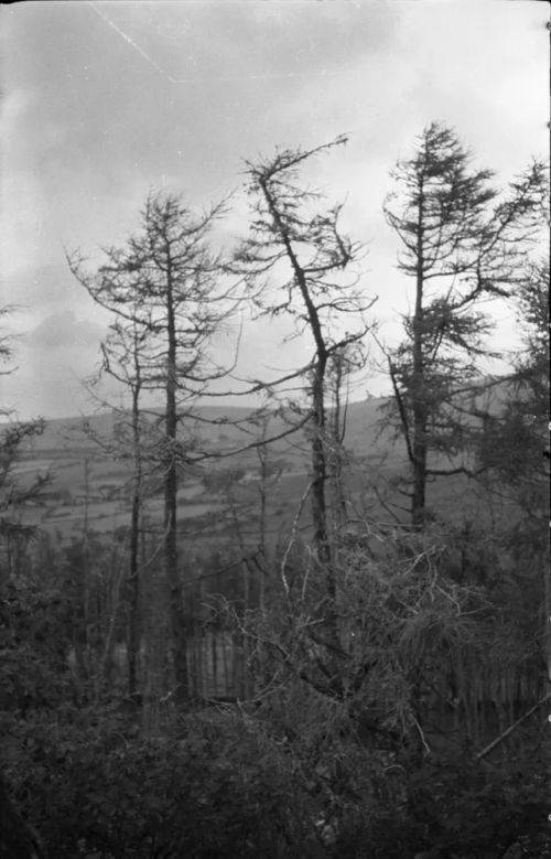 An image from the Dartmoor Trust Archive