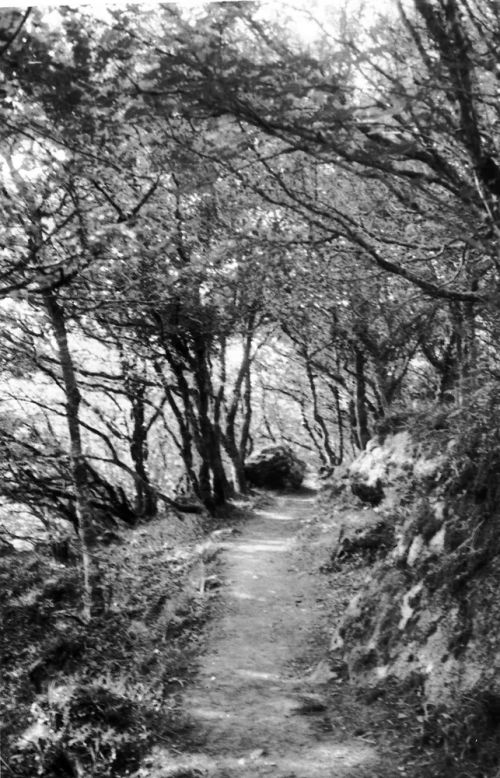 An image from the Dartmoor Trust Archive