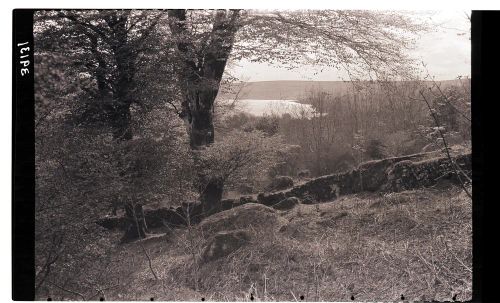 Burrator Woods