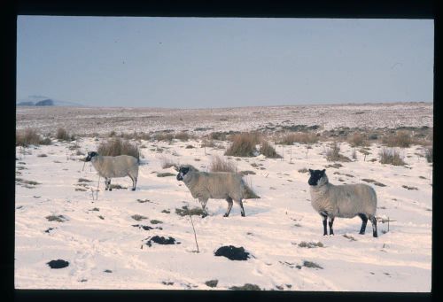 An image from the Dartmoor Trust Archive