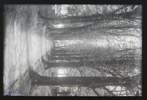 Avenue of trees, churchyard, Spreyton