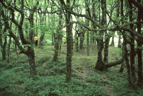 An image from the Dartmoor Trust Archive