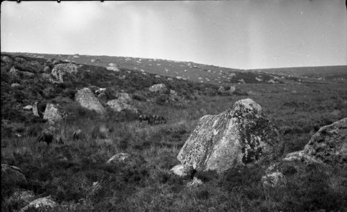 An image from the Dartmoor Trust Archive